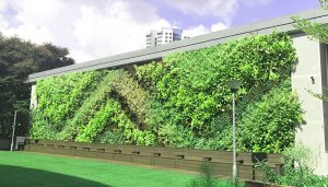 Senja-Cashew CC Greenwall