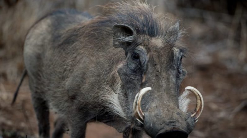 Wild boar attacked man in Zhenghua Park